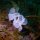 Gelege von Nacktschnecke